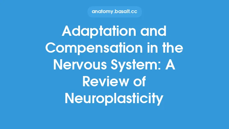 Adaptation and Compensation in the Nervous System: A Review of Neuroplasticity Thumbnail