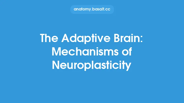 The Adaptive Brain: Mechanisms of Neuroplasticity Thumbnail