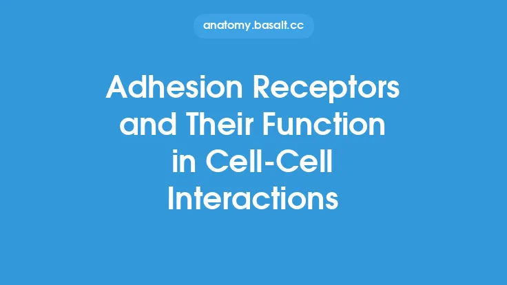 Adhesion Receptors and Their Function in Cell-Cell Interactions Thumbnail