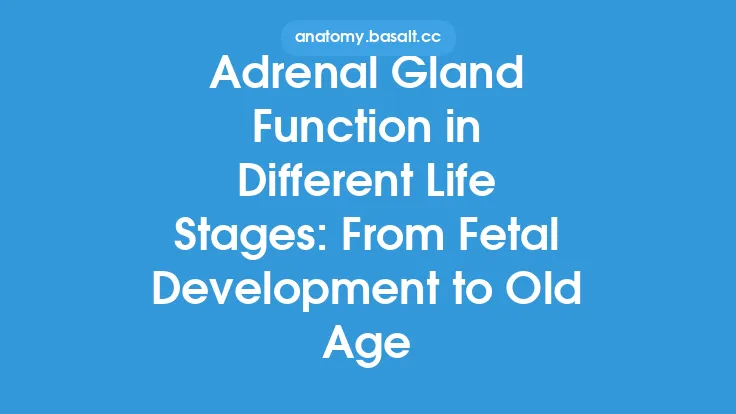 Adrenal Gland Function in Different Life Stages: From Fetal Development to Old Age Thumbnail