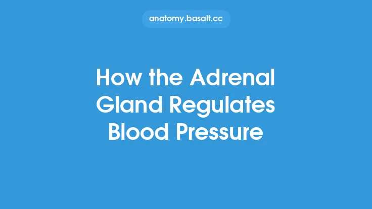 How the Adrenal Gland Regulates Blood Pressure Thumbnail