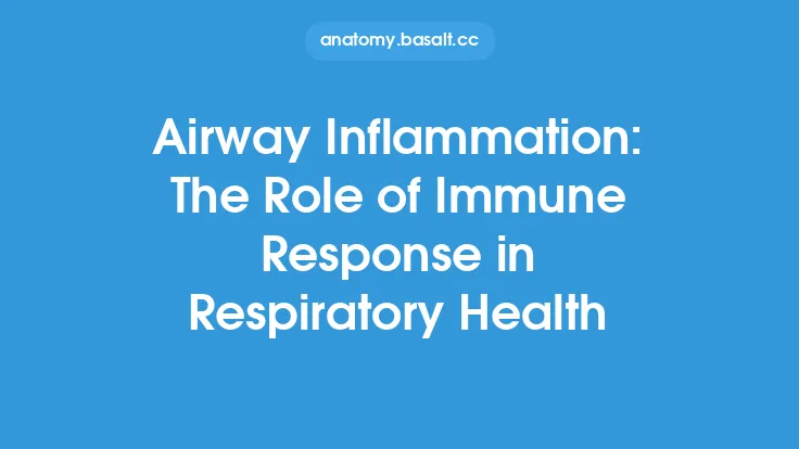 Airway Inflammation: The Role of Immune Response in Respiratory Health Thumbnail