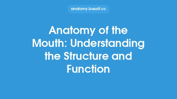 Anatomy of the Mouth: Understanding the Structure and Function Thumbnail