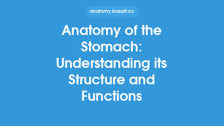 Anatomy of the Stomach: Understanding its Structure and Functions Thumbnail