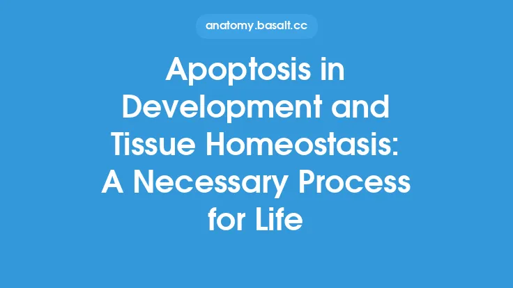 Apoptosis in Development and Tissue Homeostasis: A Necessary Process for Life Thumbnail