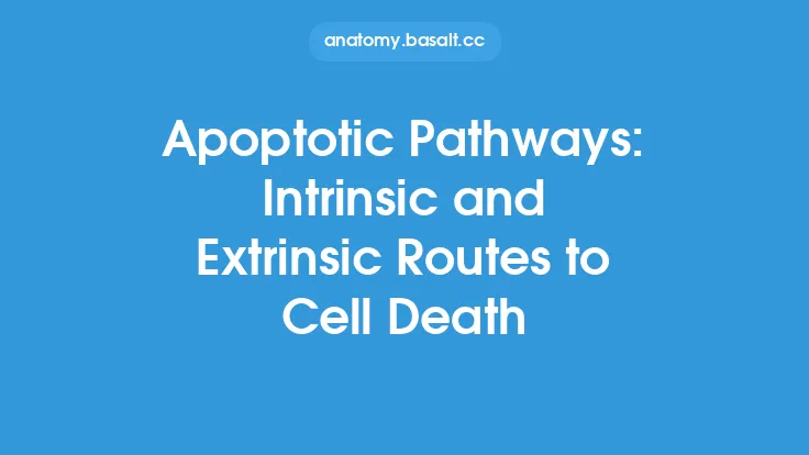 Apoptotic Pathways: Intrinsic and Extrinsic Routes to Cell Death Thumbnail