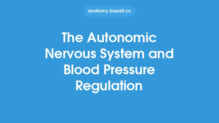 The Autonomic Nervous System and Blood Pressure Regulation Thumbnail