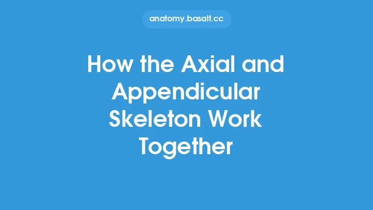 How the Axial and Appendicular Skeleton Work Together Thumbnail