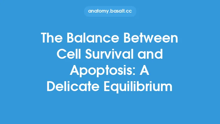 The Balance Between Cell Survival and Apoptosis: A Delicate Equilibrium Thumbnail