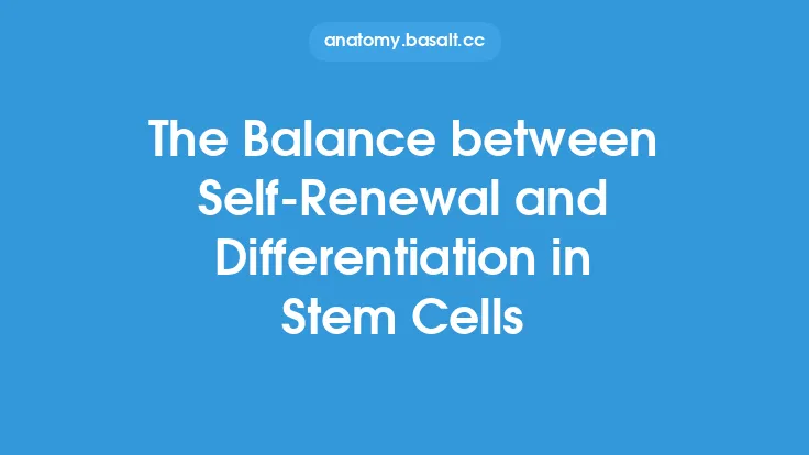 The Balance between Self-Renewal and Differentiation in Stem Cells Thumbnail