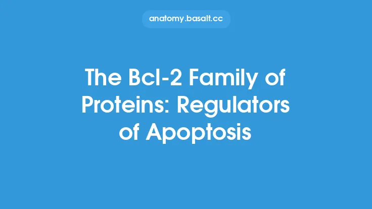 The Bcl-2 Family of Proteins: Regulators of Apoptosis Thumbnail