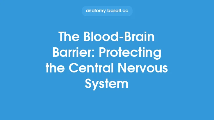 The Blood-Brain Barrier: Protecting the Central Nervous System Thumbnail