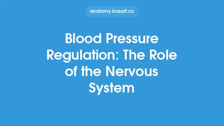 Blood Pressure Regulation: The Role of the Nervous System Thumbnail