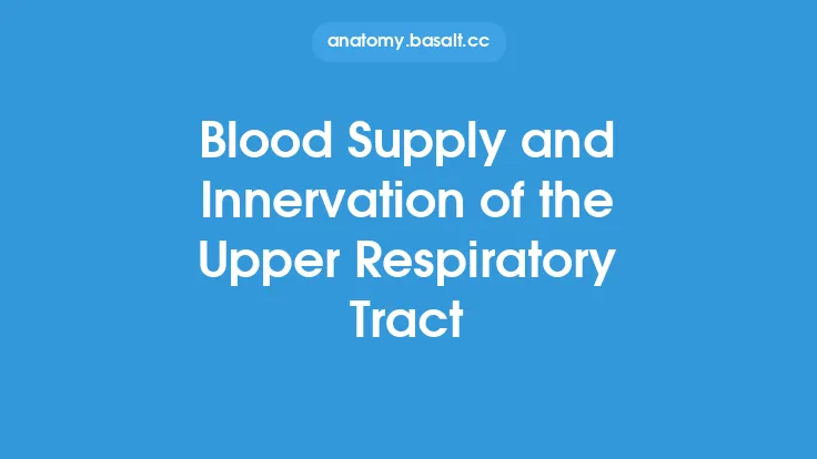 Blood Supply and Innervation of the Upper Respiratory Tract Thumbnail
