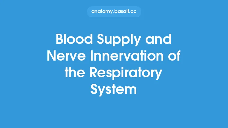 Blood Supply and Nerve Innervation of the Respiratory System Thumbnail
