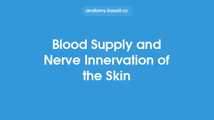 Blood Supply and Nerve Innervation of the Skin Thumbnail