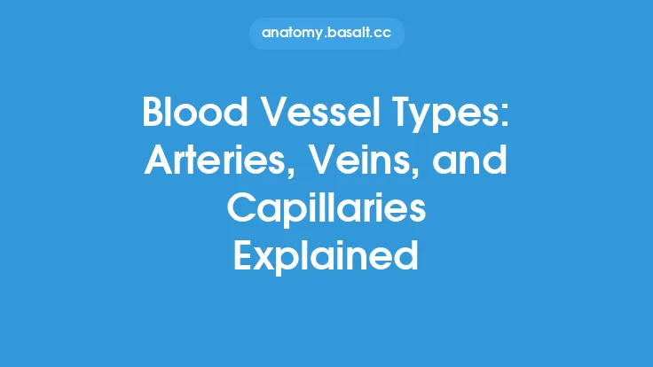 Blood Vessel Types: Arteries, Veins, and Capillaries Explained Thumbnail
