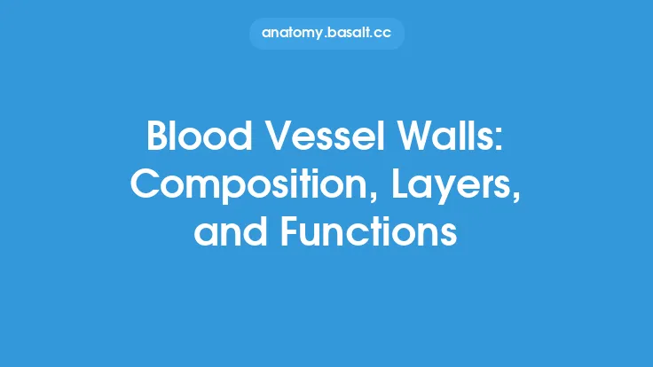 Blood Vessel Walls: Composition, Layers, and Functions Thumbnail