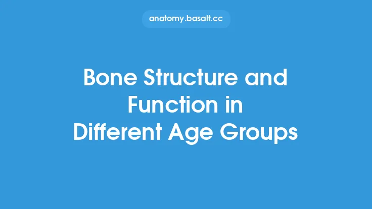 Bone Structure and Function in Different Age Groups Thumbnail