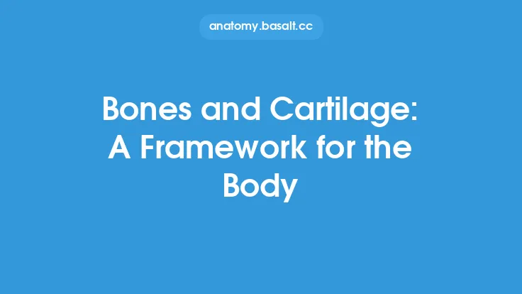 Bones and Cartilage: A Framework for the Body Thumbnail