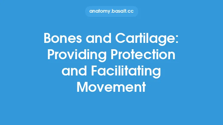 Bones and Cartilage: Providing Protection and Facilitating Movement Thumbnail