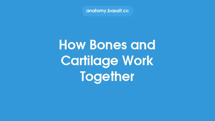 How Bones and Cartilage Work Together Thumbnail