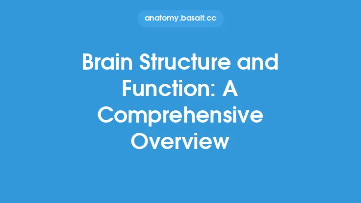 Brain Structure and Function: A Comprehensive Overview Thumbnail