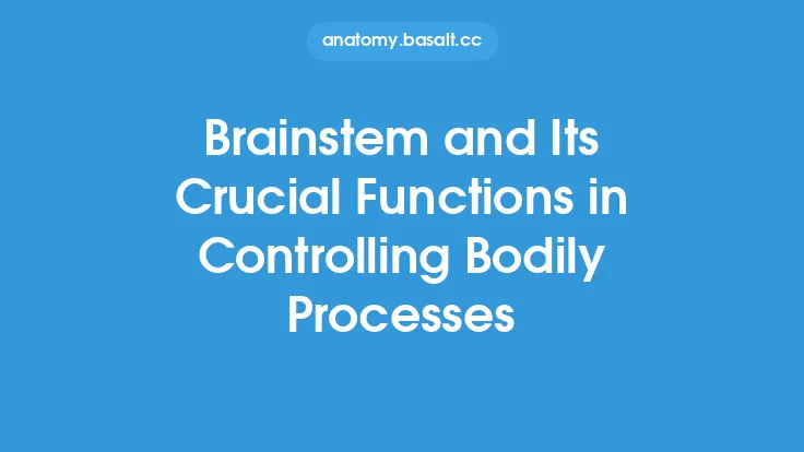Brainstem and Its Crucial Functions in Controlling Bodily Processes Thumbnail