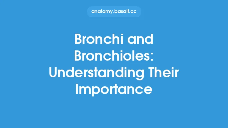 Bronchi and Bronchioles: Understanding Their Importance Thumbnail