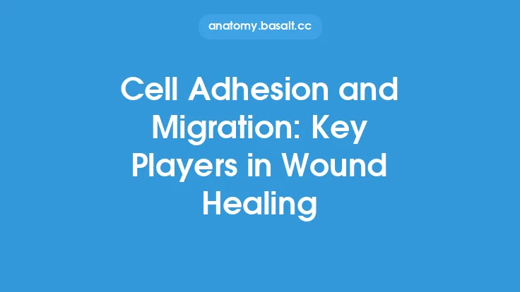 Cell Adhesion and Migration: Key Players in Wound Healing Thumbnail