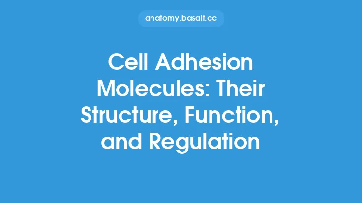 Cell Adhesion Molecules: Their Structure, Function, and Regulation Thumbnail
