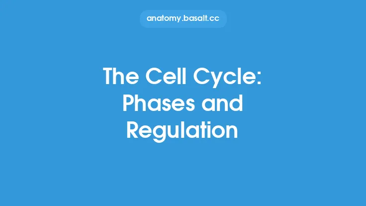 The Cell Cycle: Phases and Regulation Thumbnail