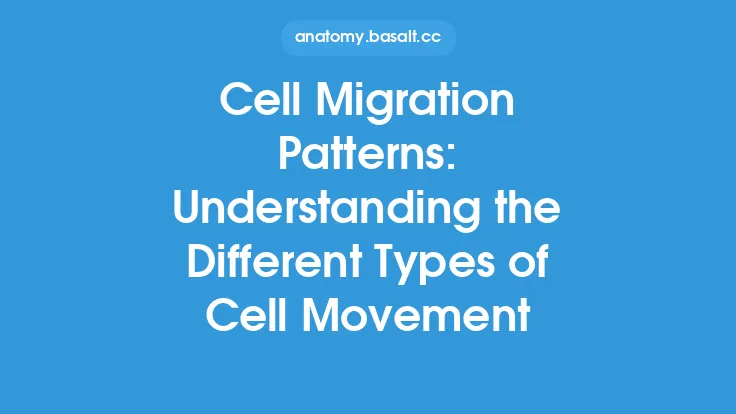 Cell Migration Patterns: Understanding the Different Types of Cell Movement Thumbnail