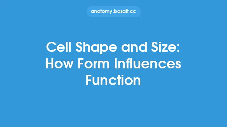 Cell Shape and Size: How Form Influences Function Thumbnail