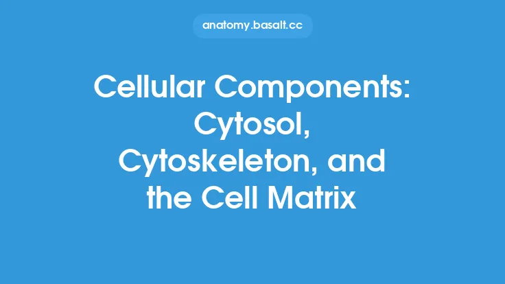 Cellular Components: Cytosol, Cytoskeleton, and the Cell Matrix Thumbnail
