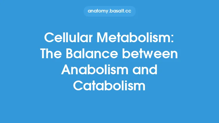 Cellular Metabolism: The Balance between Anabolism and Catabolism Thumbnail