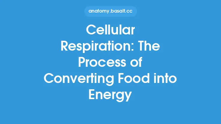 Cellular Respiration: The Process of Converting Food into Energy Thumbnail