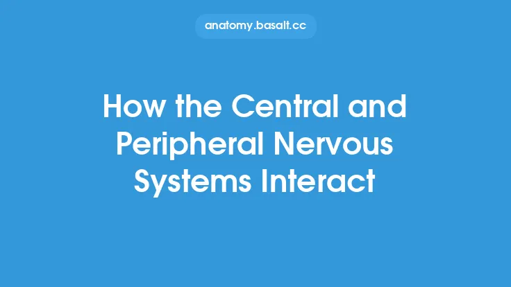 How the Central and Peripheral Nervous Systems Interact Thumbnail