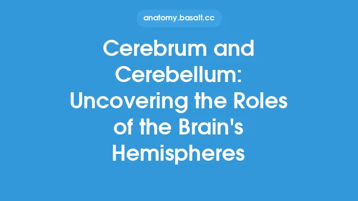 Cerebrum and Cerebellum: Uncovering the Roles of the Brain