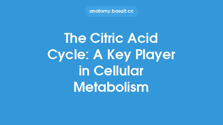 The Citric Acid Cycle: A Key Player in Cellular Metabolism Thumbnail