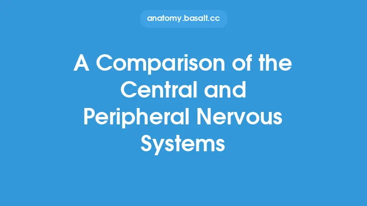A Comparison of the Central and Peripheral Nervous Systems Thumbnail