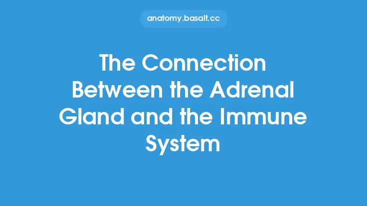 The Connection Between the Adrenal Gland and the Immune System Thumbnail