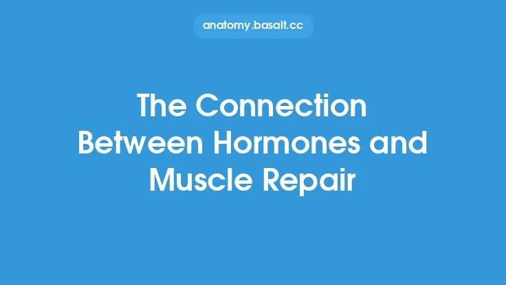 The Connection Between Hormones and Muscle Repair Thumbnail