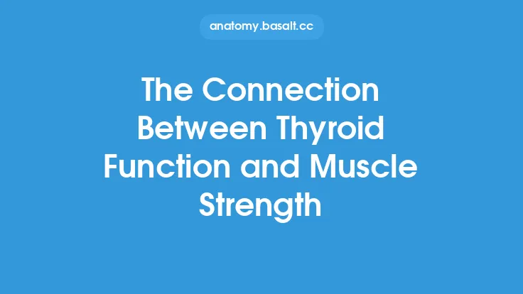 The Connection Between Thyroid Function and Muscle Strength Thumbnail