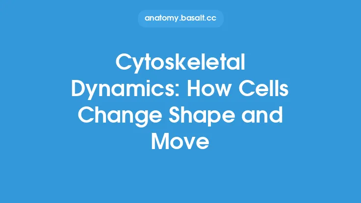 Cytoskeletal Dynamics: How Cells Change Shape and Move Thumbnail