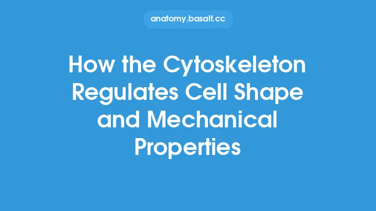 How the Cytoskeleton Regulates Cell Shape and Mechanical Properties Thumbnail