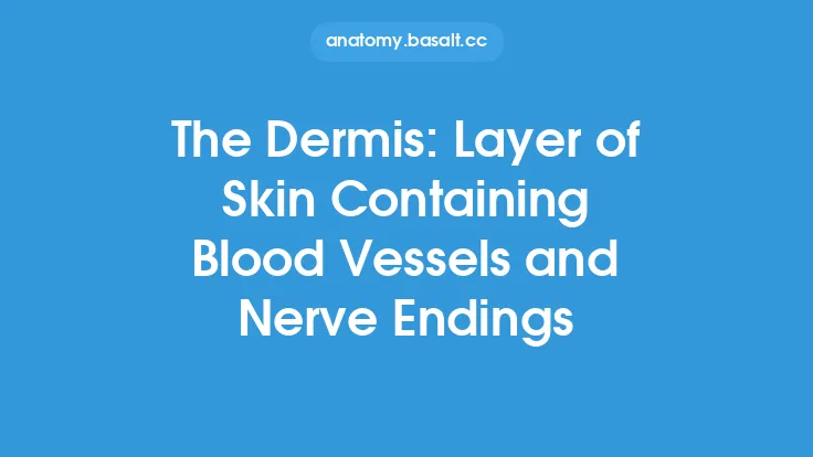 The Dermis: Layer of Skin Containing Blood Vessels and Nerve Endings Thumbnail
