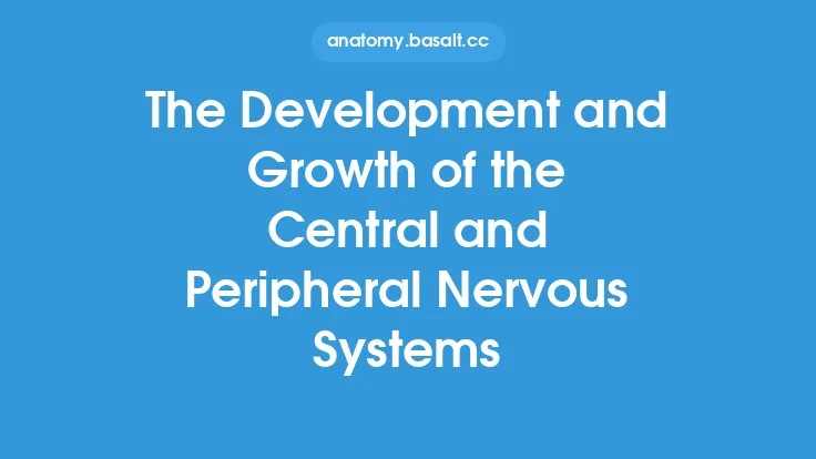 The Development and Growth of the Central and Peripheral Nervous Systems Thumbnail
