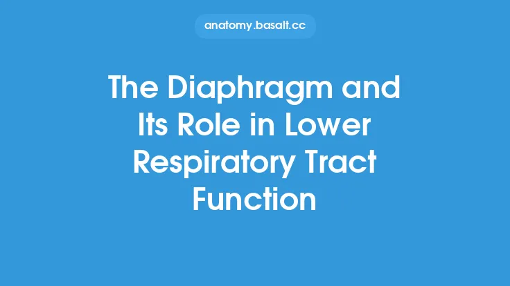 The Diaphragm and Its Role in Lower Respiratory Tract Function Thumbnail