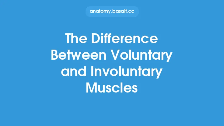 The Difference Between Voluntary and Involuntary Muscles Thumbnail